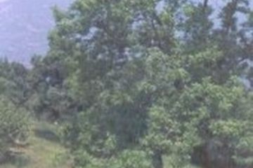 Grande pianta di castagno