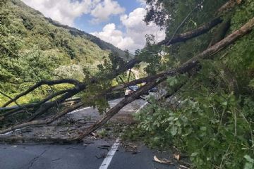 alberi pericolanti, siepi ed arbusti incombenti sulle strade pubbliche