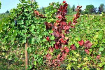 flavescenza dorata della vite